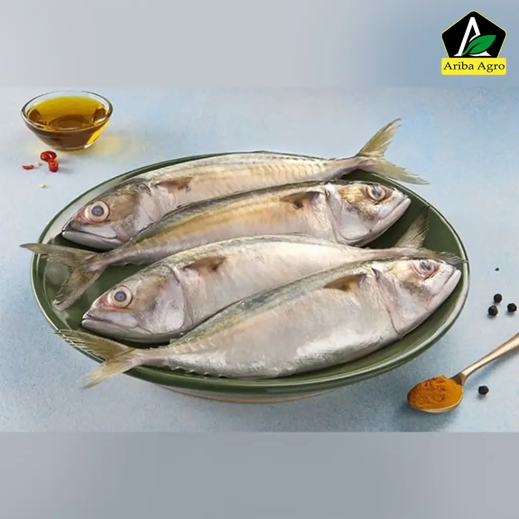 Ayala/Mackerel Fish Whole (আইলা মাছ)