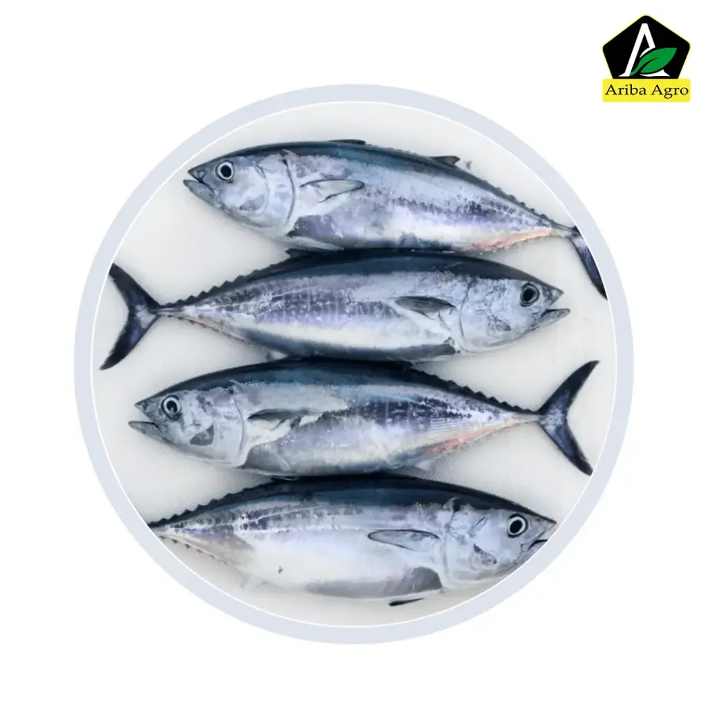 Tuna Fish Whole (টুনা মাছ আস্ত)