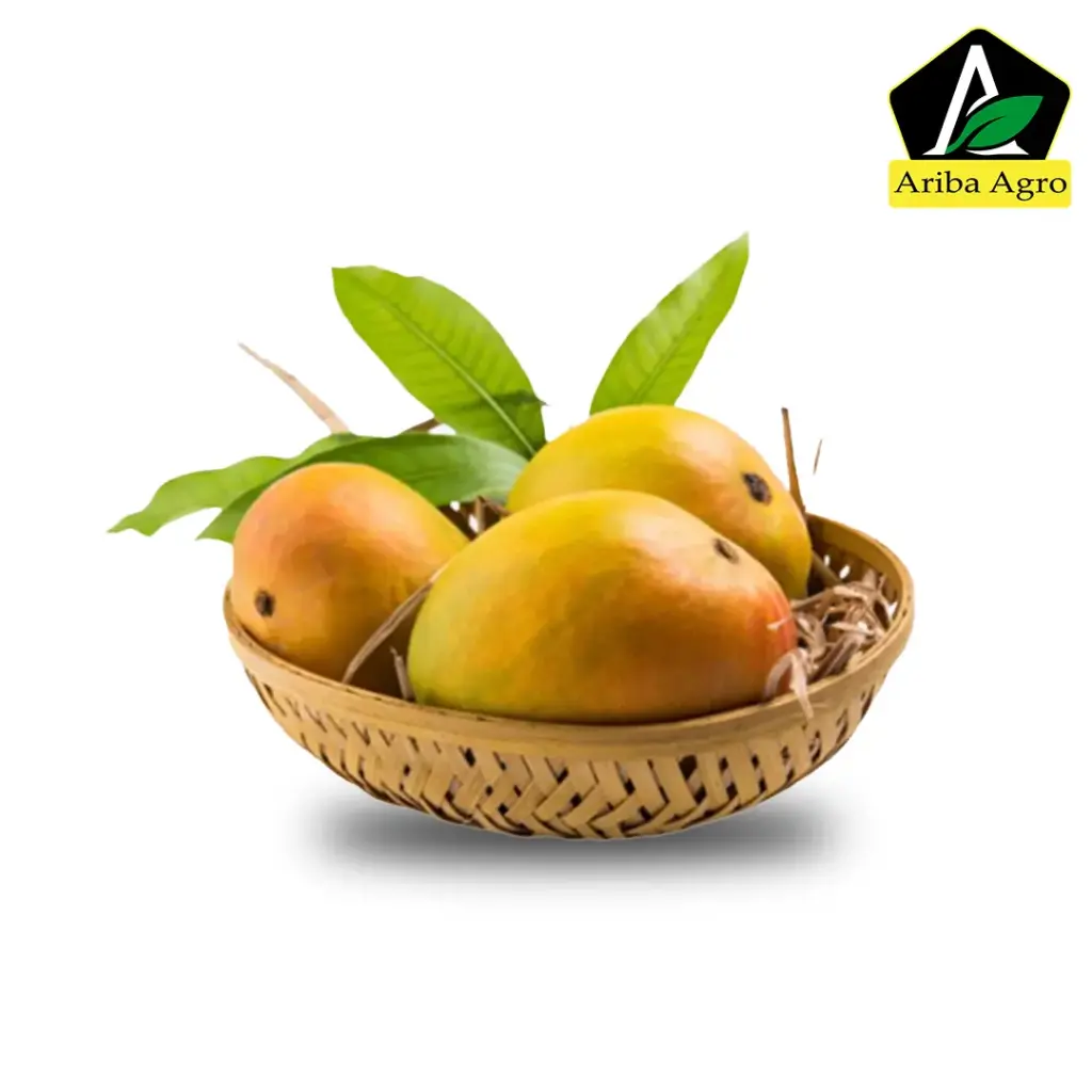 Gobindobhog Mango – (গোবিন্দভোগ আম)