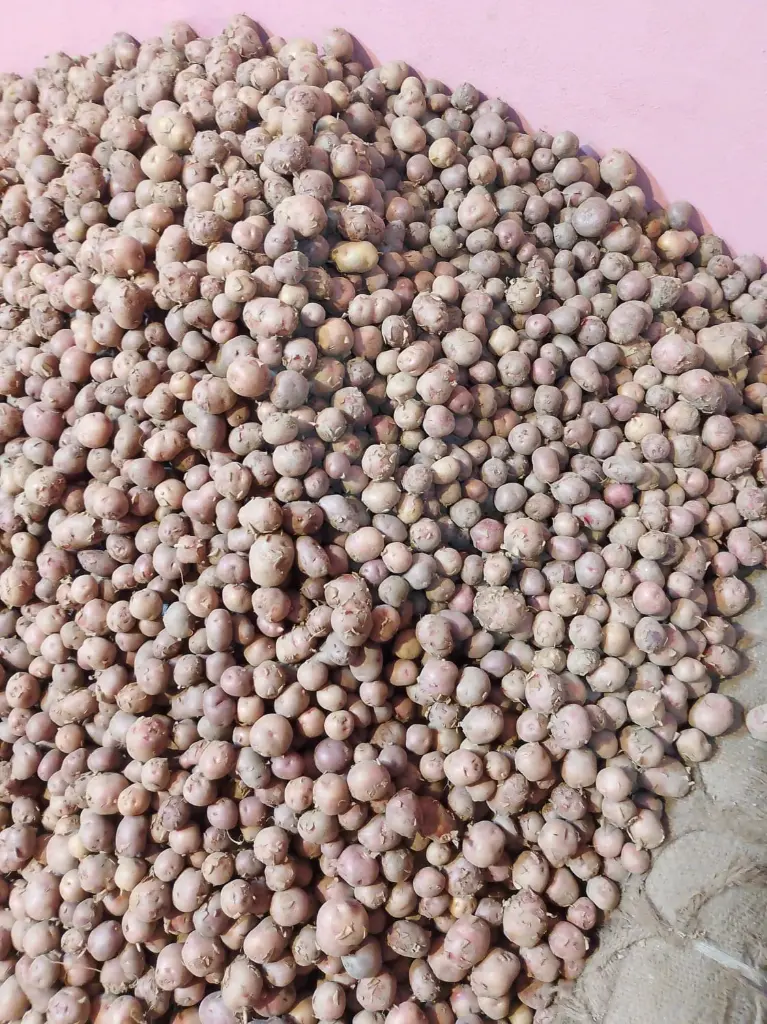 Bogura Alu ( Big ) - আলু (1kg)