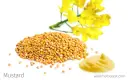 Mustard  (Sorisa)  