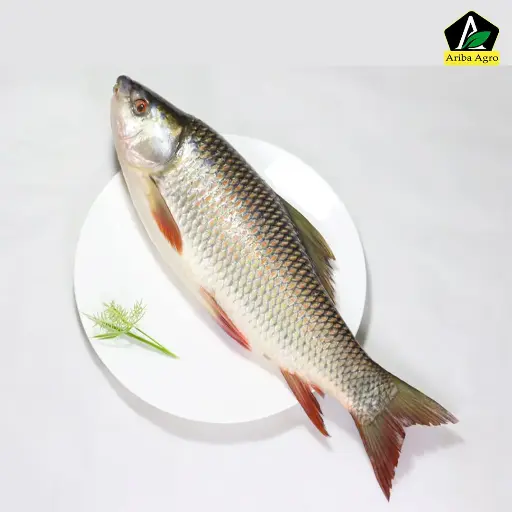 Deshi Rui Fish Whole. ( রাজশাহীর দেশী রুই মাছ)