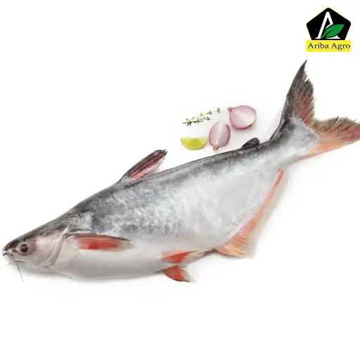 Fresh Pangash Fish Whole (ফ্রেশ পাঙ্গাশ মাছ)
