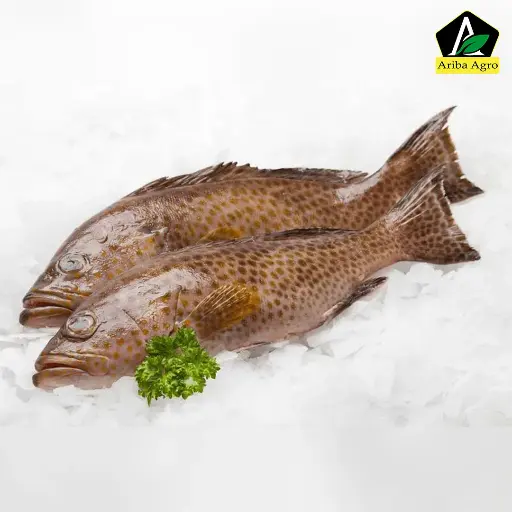 Hamour (Grouper) Fish