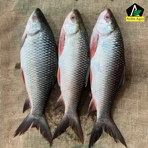 Premium River Rui Fish (নদীর রুই মাছ )
