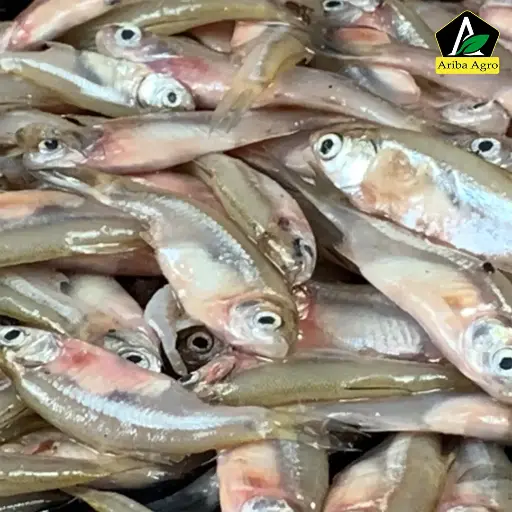 River Mola Fish Whole