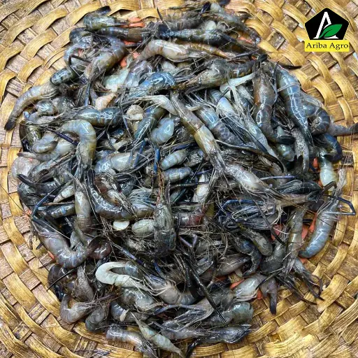 River Small Black Prawn (নদীর কালো চিংড়ি)