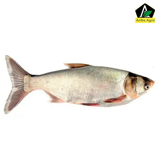 Silver Carp (সিলভার কার্প)