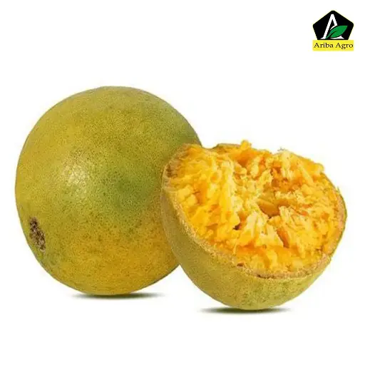 Wood Apple (বেল)