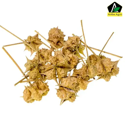 Gokshura-গোক্ষুর কাটা