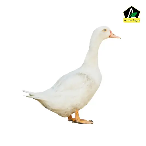 Beijing Duck (2.50 – 3.00 KG)