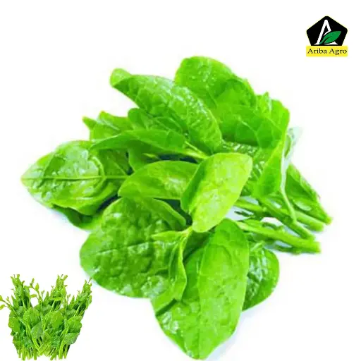 Malabar Spinach – পুঁই শাক