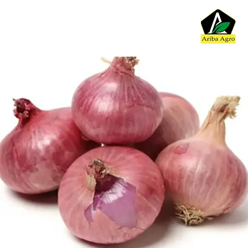 Onion – পেঁয়াজ